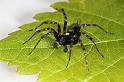 Textrix_denticulata_D8202_Z_88_Bij afgraving_Nederland